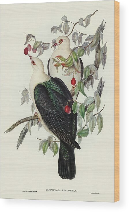 White-headed Fruit Pigeon Wood Print featuring the drawing White-headed Fruit Pigeon, Carpophaga leucomela by John Gould
