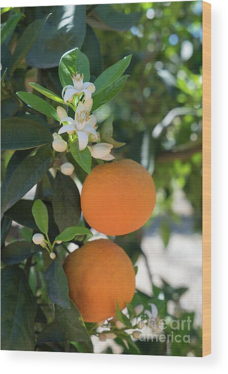 Orange Blossom Wood Print featuring the photograph White orange blossom, fruits and floral beauty in the mediterranean sunlight by Adriana Mueller