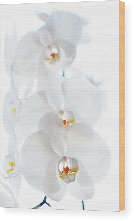 White Orchids Wood Print featuring the photograph White Orchids by Naomi Maya