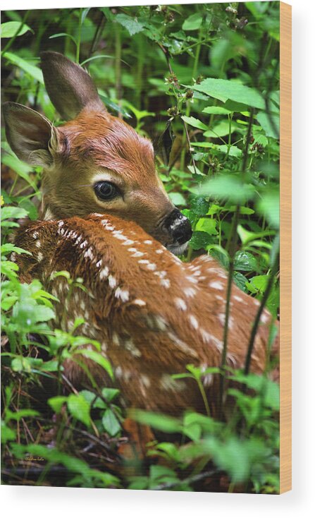White Tailed Deer Wood Print featuring the photograph White Tailed Deer Fawn by Christina Rollo