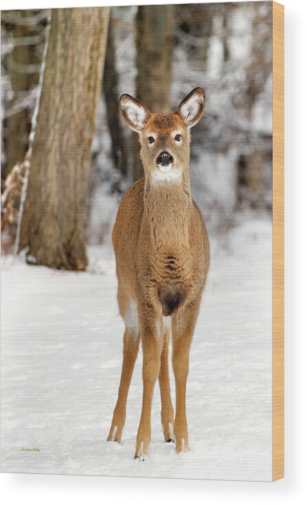 Deer Wood Print featuring the photograph Whitetail in Snow by Christina Rollo