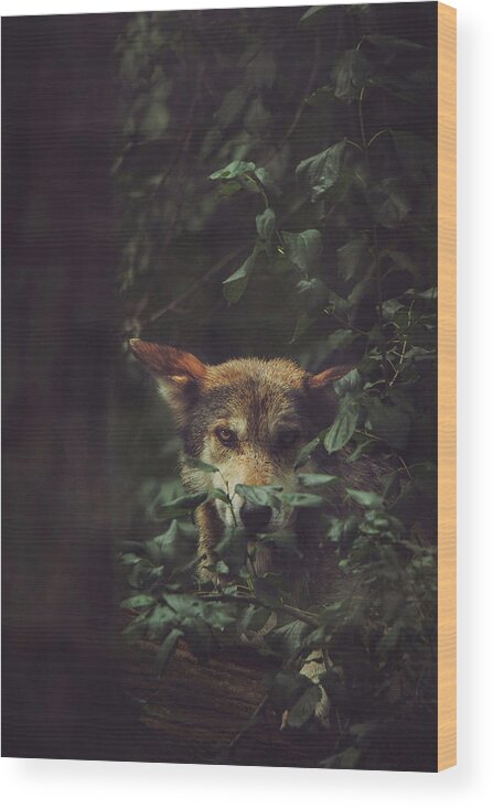 Who's Afraid Of The Big Bad Wolf Wood Print featuring the photograph Who's Afraid of the Big Bad Wolf by Carrie Ann Grippo-Pike
