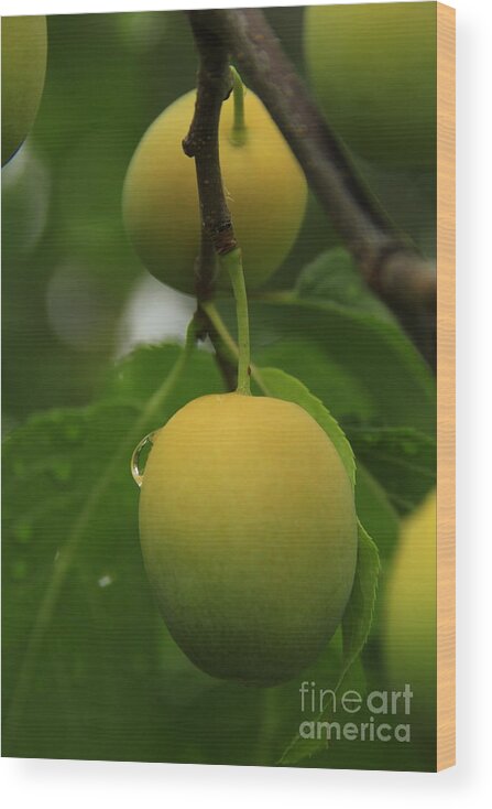 Fruit Wood Print featuring the photograph Wild Apricots 3 by Roland Stanke
