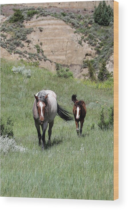 Wild Horse Wood Print featuring the photograph Wild Horses 12A by Sally Fuller