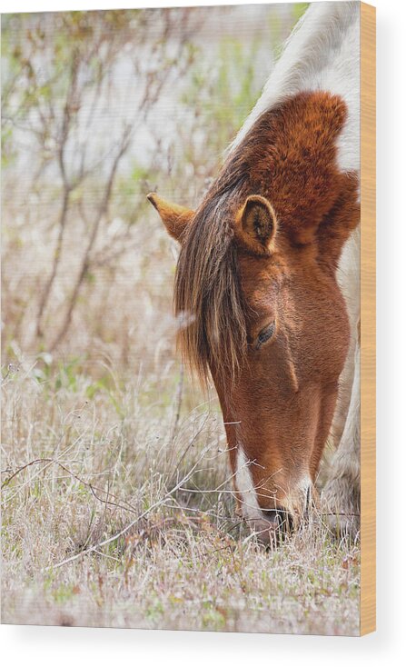 Pinto Horse Wood Print featuring the photograph Wild Pinto - Spotted Horse by Rehna George