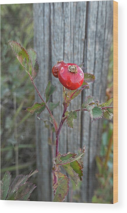 Rose Wood Print featuring the photograph Wild Rose Hips And Fence Post by Karen Rispin