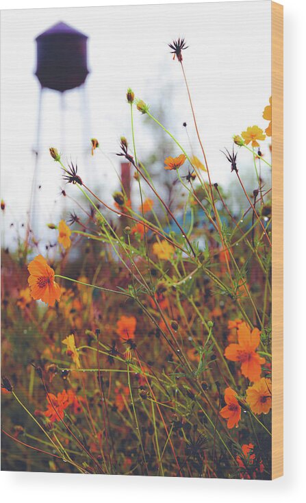 Mountain Wood Print featuring the photograph Wildflower Medley by Go and Flow Photos