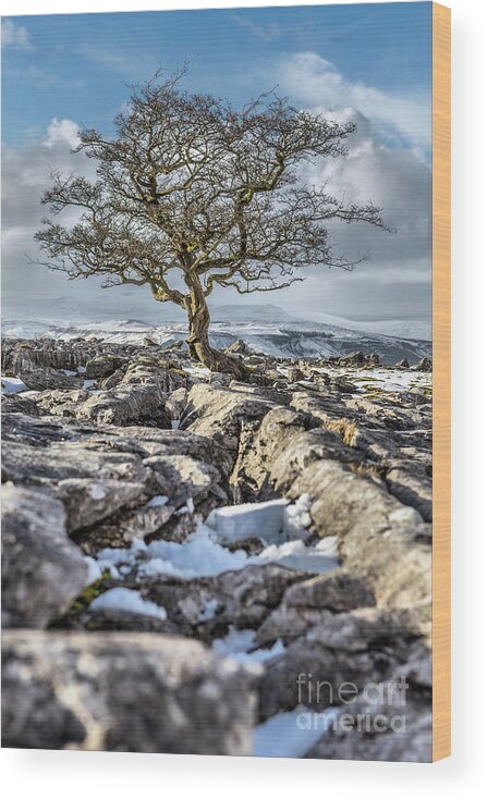 England Wood Print featuring the photograph Winskill Stones by Tom Holmes Photography