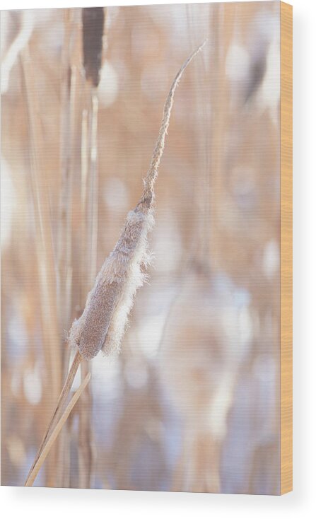 Winter Wood Print featuring the photograph Winter Cattails by Karen Rispin