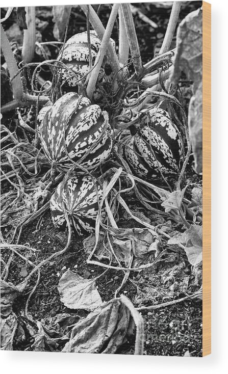 Squash Sweet Dumpling Wood Print featuring the photograph Winter Squash Sweet Dumpling Monochrome by Tim Gainey