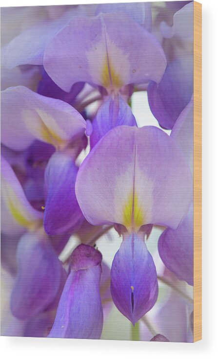 Wisteria Wood Print featuring the photograph Wisteria Close Up by Karen Rispin