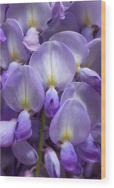 Wisteria Wood Print featuring the photograph Wisteria by Olivier Parent