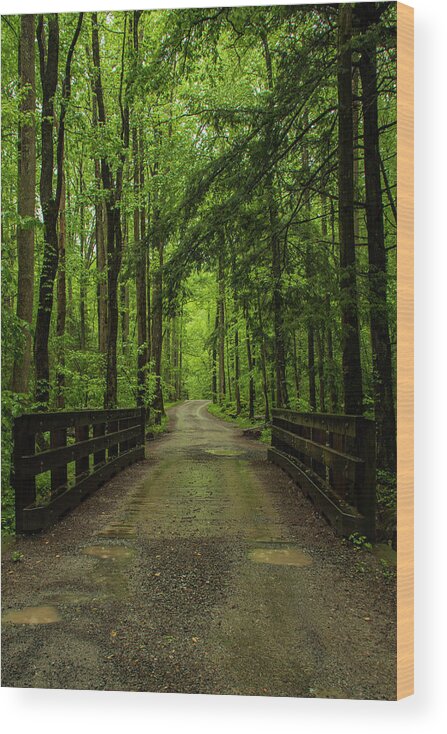 Great Smoky Mountains National Park Wood Print featuring the photograph Wooded Path by Melissa Southern