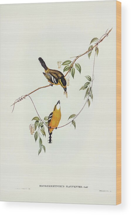 Yellow-breasted Flycatcher Wood Print featuring the drawing Yellow-breasted Flycatcher, Machaerirhynchus flaviventer by John Gould