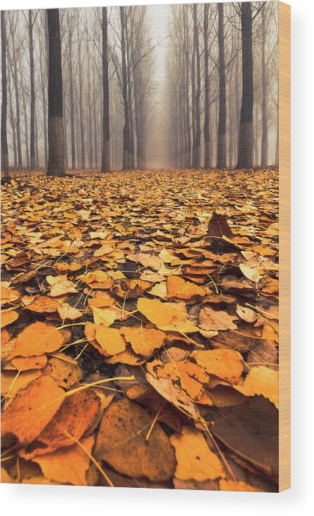 Bulgaria Wood Print featuring the photograph Yellow Carpet by Evgeni Dinev