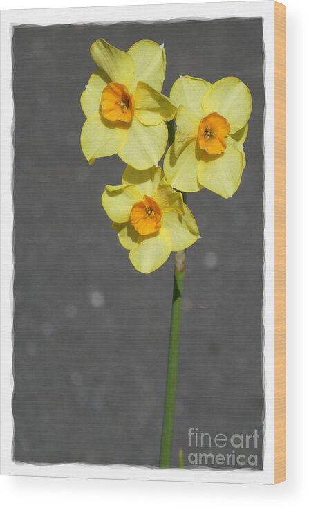 Digital Art Wood Print featuring the photograph Yellow Flowers 4 by Jean Bernard Roussilhe