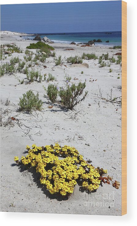 Chile Wood Print featuring the photograph Yellow flowers on the beach Chile by James Brunker