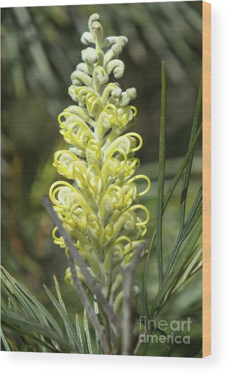 Native Wood Print featuring the photograph Yellow Grevillea 2 by Elaine Teague