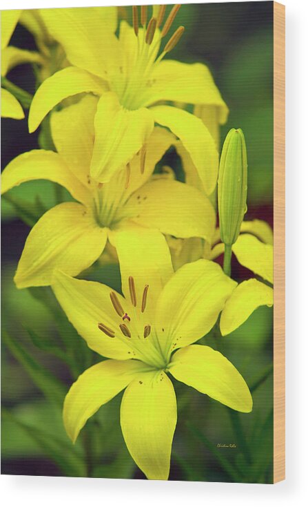 Flowers Wood Print featuring the photograph Yellow Lilies by Christina Rollo
