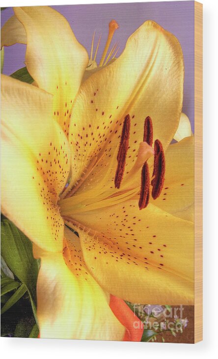 Lily Wood Print featuring the photograph Yellow Lily by Paolo Signorini