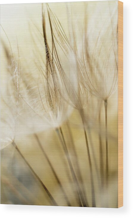 Dandelion Wood Print featuring the photograph Yellow Spring by Iris Greenwell