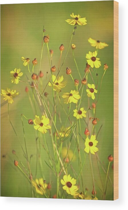 Flower Wood Print featuring the photograph Yellow Wild Flowers by Steve DaPonte
