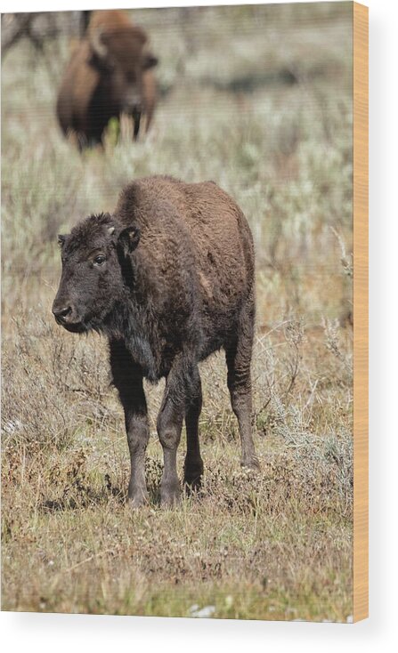 Bison Wood Print featuring the photograph Young Bison at Yellowstone by Belinda Greb