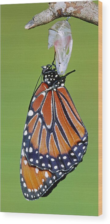 Butterfly Wood Print featuring the photograph Queen Butterfly #27 by Millard H. Sharp