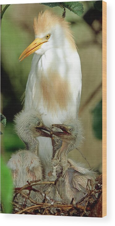 Cattle Egret Wood Print featuring the photograph Cattle Egret And Nestlings #5 by Millard H. Sharp