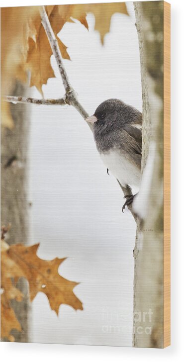 Junco Wood Print featuring the photograph Junco and Oak by Jan Killian