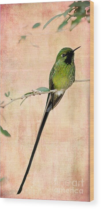 Animal Wood Print featuring the photograph Sweet Long Tailed Hummingbird by Sabrina L Ryan