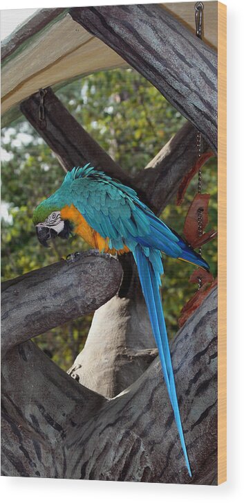 Busch Gardens Wood Print featuring the photograph Elegant Parrot by Karen Harrison Brown