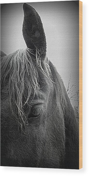Friesians Wood Print featuring the photograph today I bow my head by Kim Galluzzo