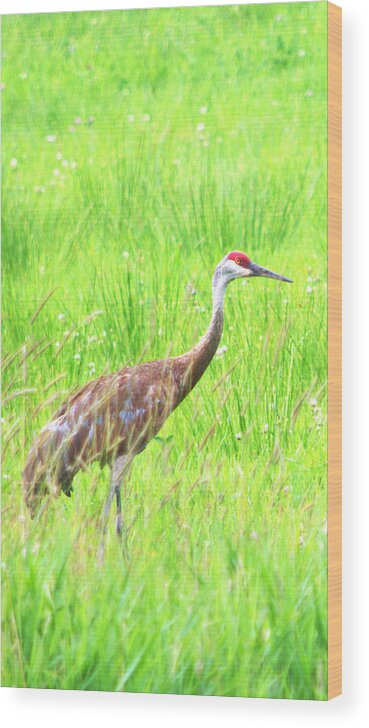  Wood Print featuring the photograph Common Crane Hide by Kimberly Woyak