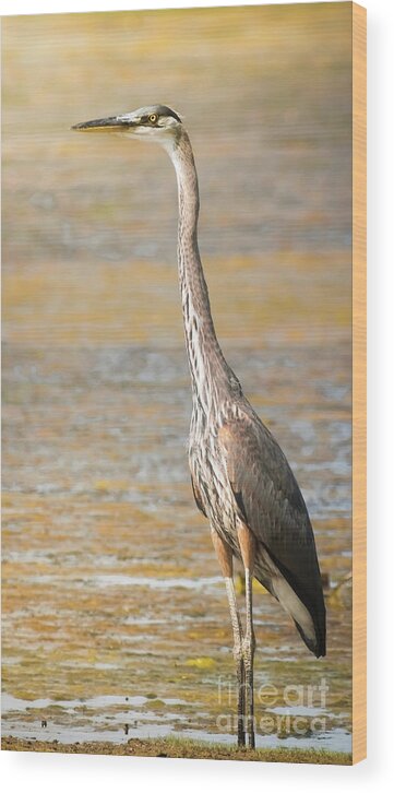 Wildlife Wood Print featuring the photograph Great Blue At The Flats by Robert Frederick