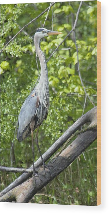 Great Blue Heron Wood Print featuring the photograph Great Blue Heron Pose by Michael Hall
