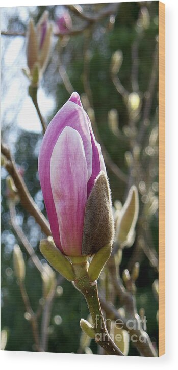 Photography Wood Print featuring the photograph Pink early bloom by Francesca Mackenney