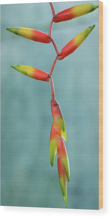 Tropical Flowers Wood Print featuring the photograph Poised by Lynn Wohlers