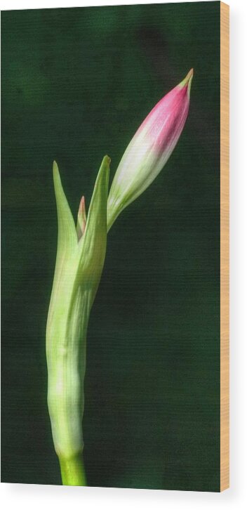 Budding Flower Wood Print featuring the photograph Slender Bud by Richard Omura