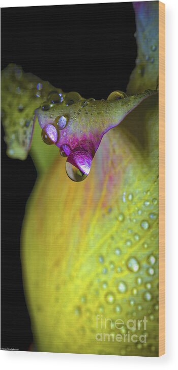 The Color Of Rain. Wood Print featuring the photograph The Color Of Rain by Mitch Shindelbower