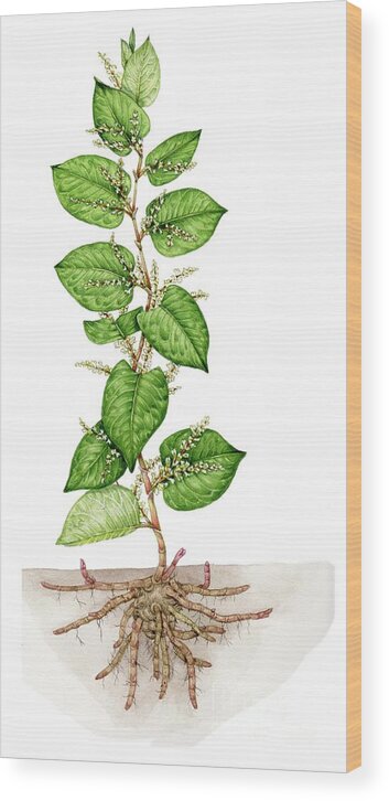 Japanese Knotweed Wood Print featuring the photograph Japanese Knotweed (fallopia Japonica) #4 by Lizzie Harper/science Photo Library