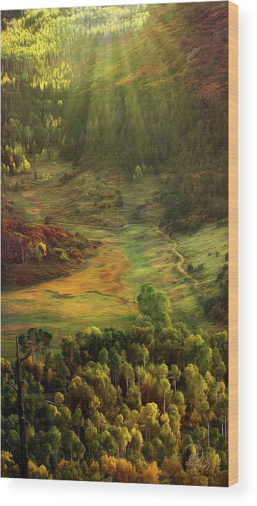 Colorado Wood Print featuring the photograph Autumn Rays by Debra Boucher