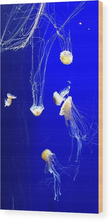 Jelly Wood Print featuring the photograph Jelly Fish Dance I by Bnte Creations