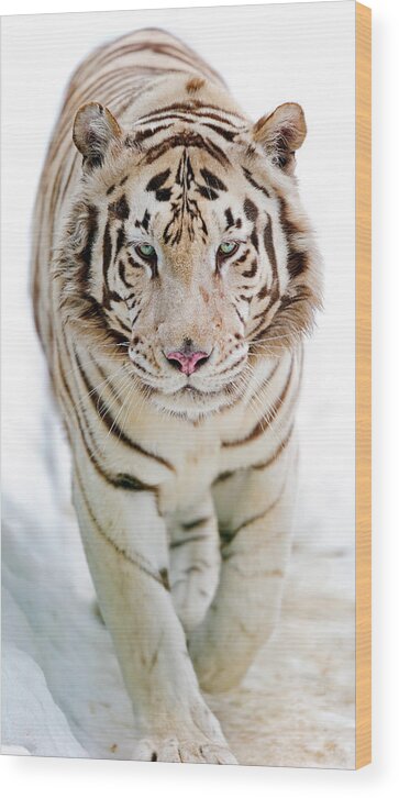 White Tiger Wood Print featuring the photograph White Tiger by Picture By Tambako The Jaguar