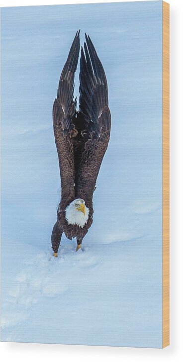 Eagle Wood Print featuring the photograph Intention by Kevin Dietrich
