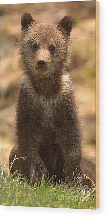 Yellowstone Wood Print featuring the photograph Obsidian Grizzly Cub Portrait by Adam Jewell