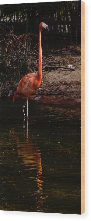 Flamingo Wood Print featuring the photograph Flamingo at rest. by Weston Westmoreland