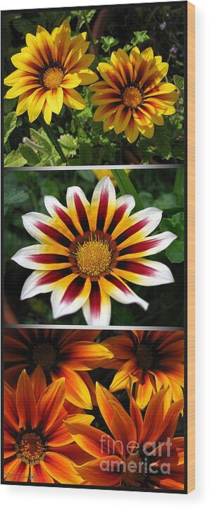 Mccombie Wood Print featuring the photograph Gazania - Kiss Series by J McCombie