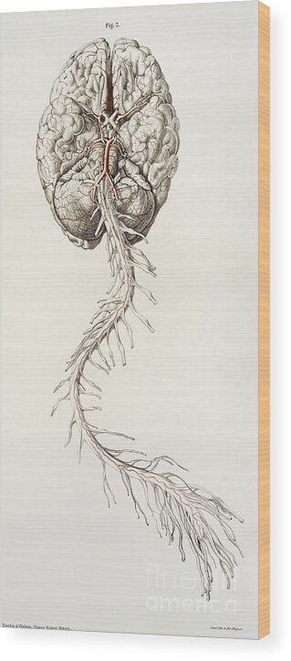 Historic Wood Print featuring the photograph Spinal Arteries And Brain by Wellcome Images