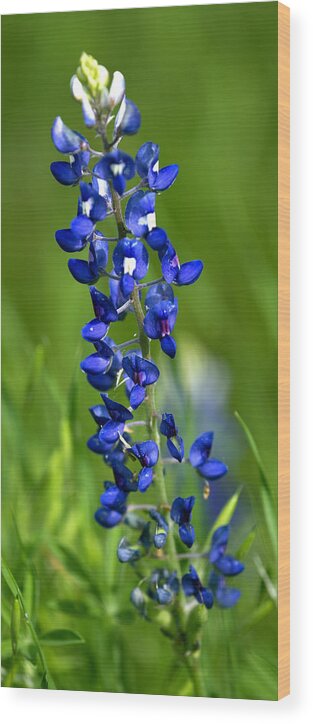 Texas Wood Print featuring the photograph Texas Bluebonnet by Gary Langley